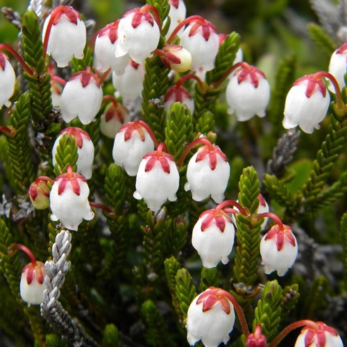 White Bell Shaped Flowers 6