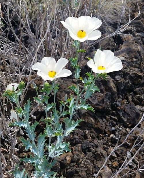White Flowers with Yellow Center 7