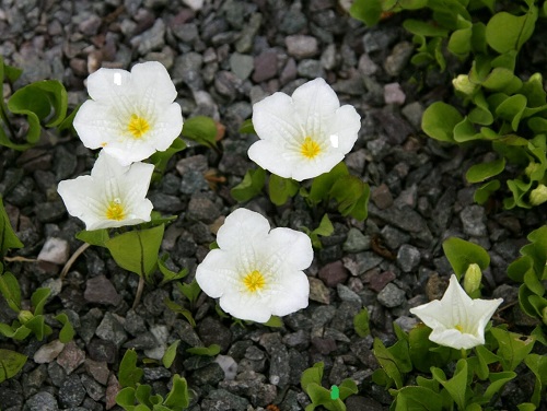 White Flowers with Yellow Center 6