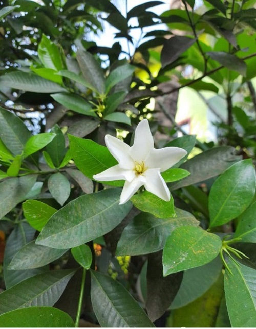 White Flowers with Yellow Center 8