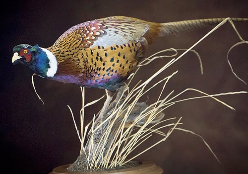 Ring-Necked Pheasant Tabletop Taxidermy Mount