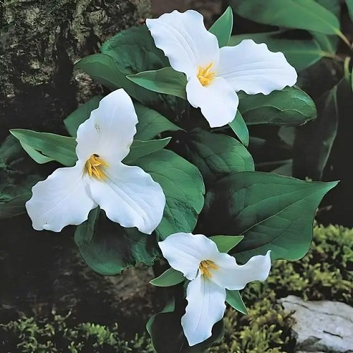 White Flowers with Yellow Center 5