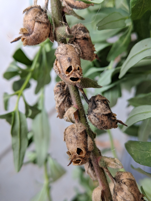 Dried Snapdragon
