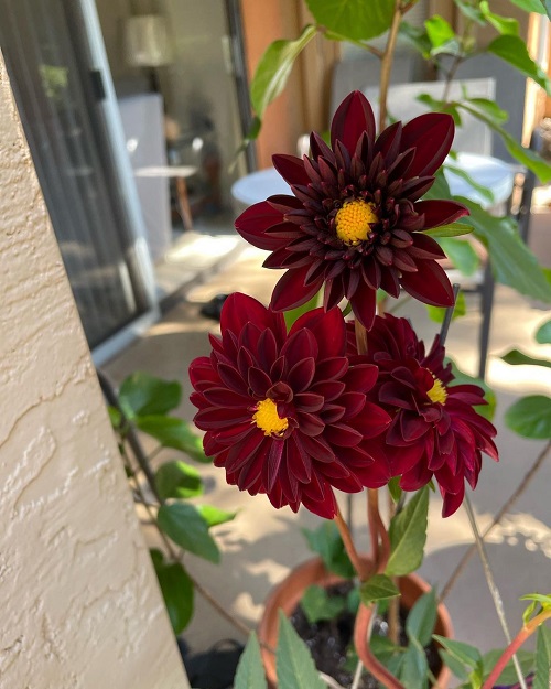 Red and Black Flowers 5