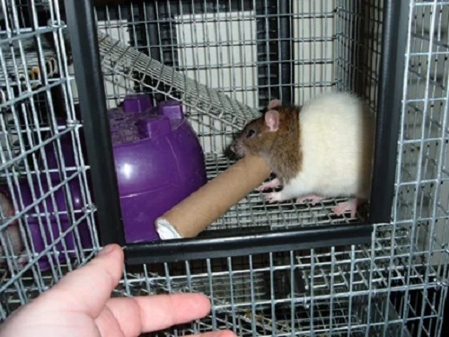 DIY Cardboard Tube Rat Toy