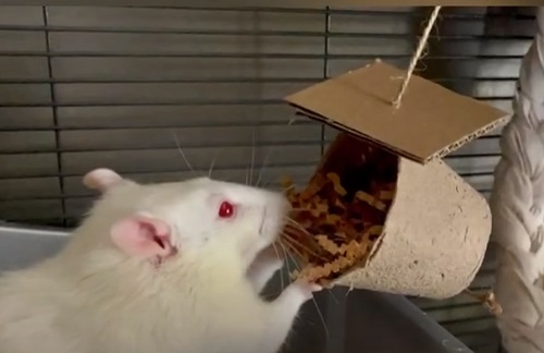 DIY Rat Toys 4