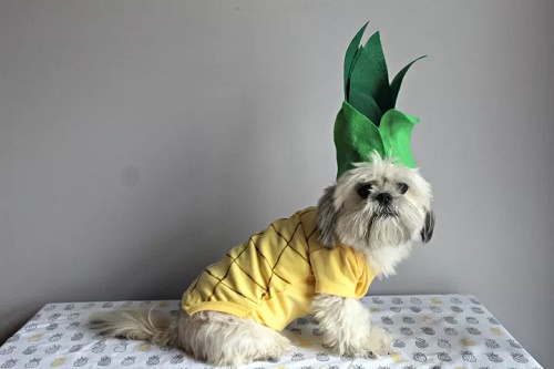 DIY Dog Halloween outfit