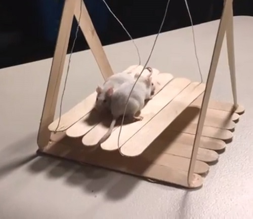 DIY Rodent Seesaw