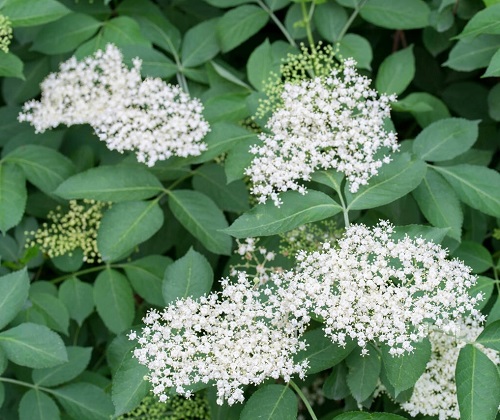 Plants With Clusters of Tiny White Flowers 2
