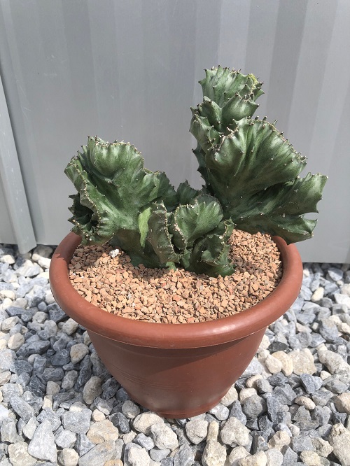Plants That Look Like Human Body Parts 6