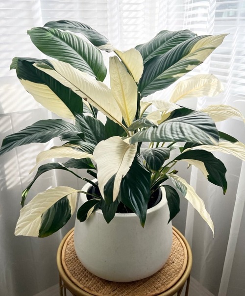 Plants With White Stripes on Leaves 9