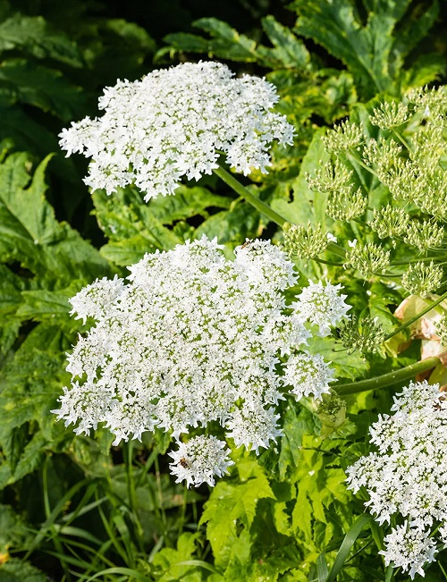 Plants With Clusters of Tiny White Flowers 5