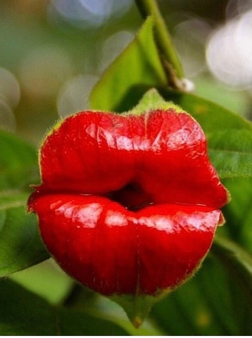 Plants That Look Like Human Body Parts 2