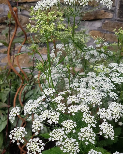 Plants With Clusters of Tiny White Flowers 3