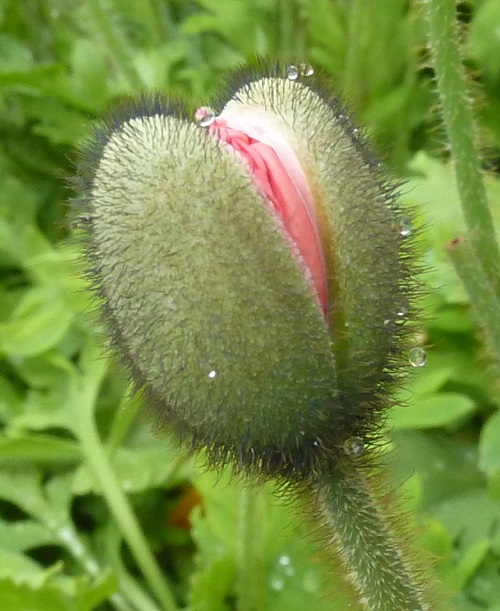 Plants That Look Like Human Body Parts 9