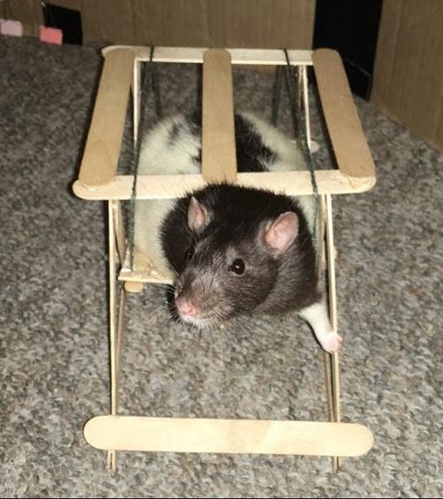DIY Rat Toys 2