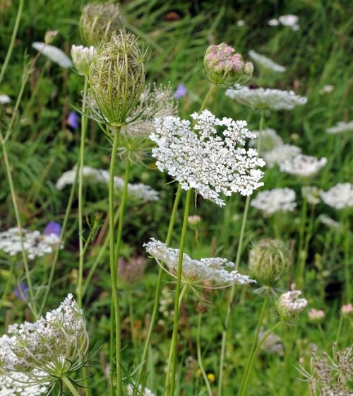 Plants With Clusters of Tiny White Flowers1