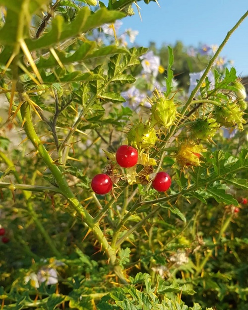 Weeds that Look like Tomato Plants 1