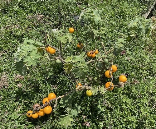 Weeds that Look like Tomato Plants 4