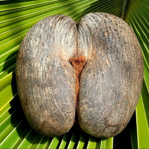 Butt Nut