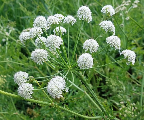 Plants With Clusters of Tiny White Flowers 4