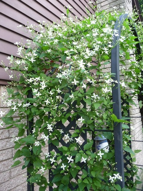 Vines With White Flowers 11