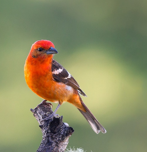 Birds with Red Chest 13