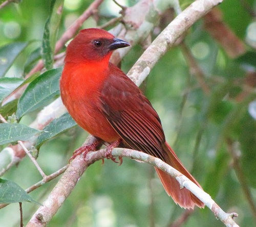 Birds with Red Chest 15