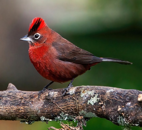 Red-Crested Finch (Coryphospingus cucullatus)