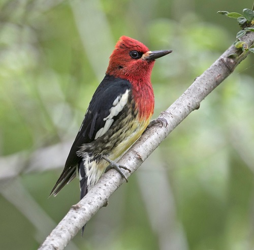 Red-Breasted Sapsucker (Sphyrapicus ruber)