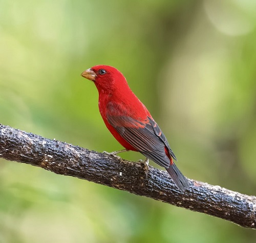 Scarlet Finch (Haematospiza sipahi)