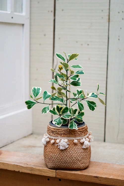 Indoor Plants With Green And White Leaves 3
