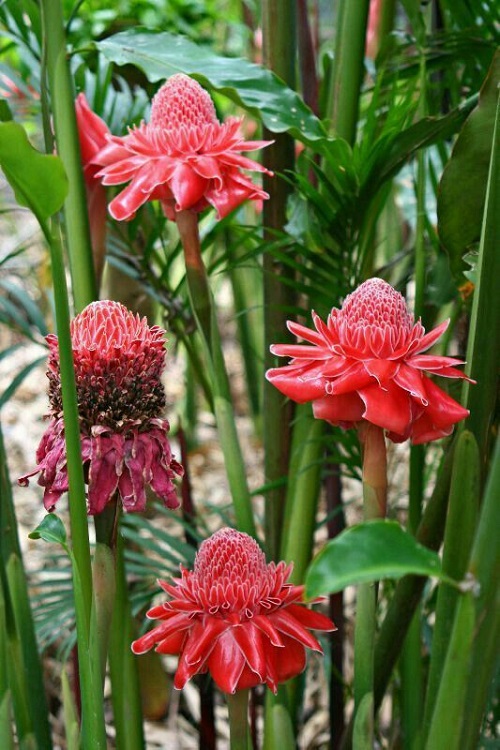 Tropical Plants With Red Flowers 3