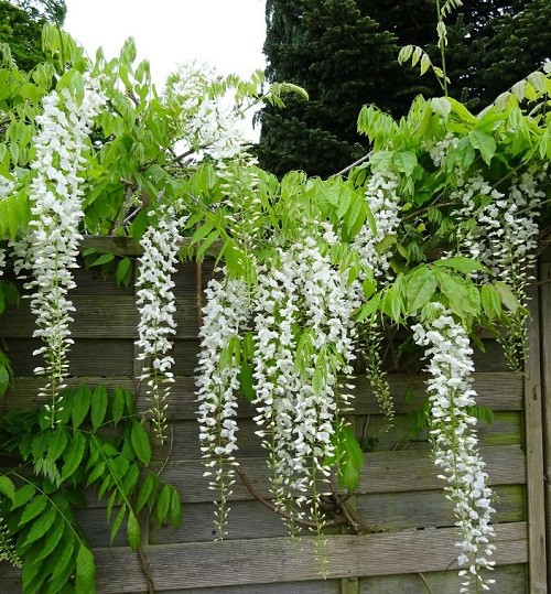 Vines With White Flowers 3