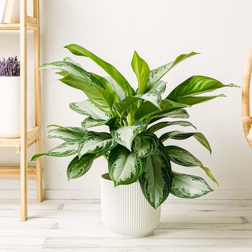 Indoor Plants With Green And White Leaves 12