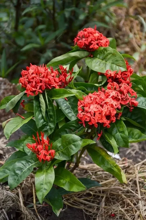 Tropical Plants With Red Flowers 7