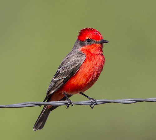 Birds with Red Chest 7