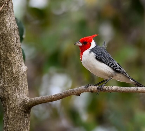 Birds with Red Chest 9