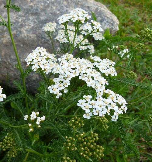 Herbs With White Flowers 7
