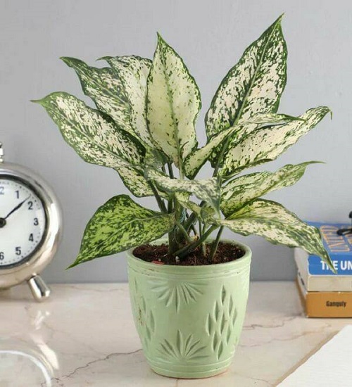 Indoor Plants With Green And White Leaves 17