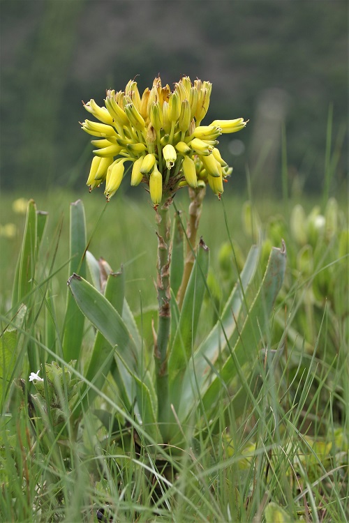 Dwarf Yellow Grass Aloe