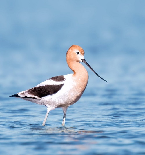 Shore Birds with a Curved Beak