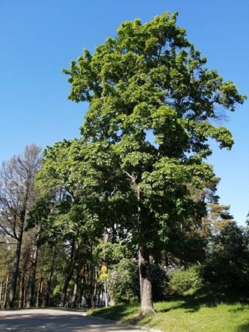 Axlewood Tree