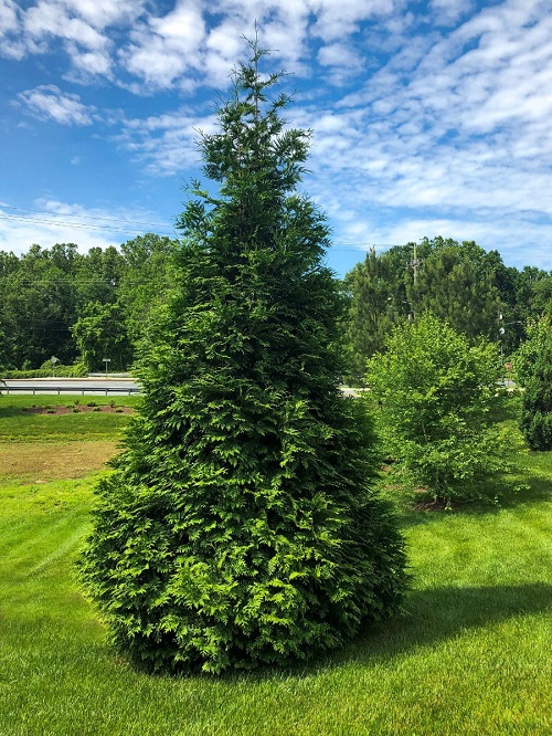 Arborvitae Giant