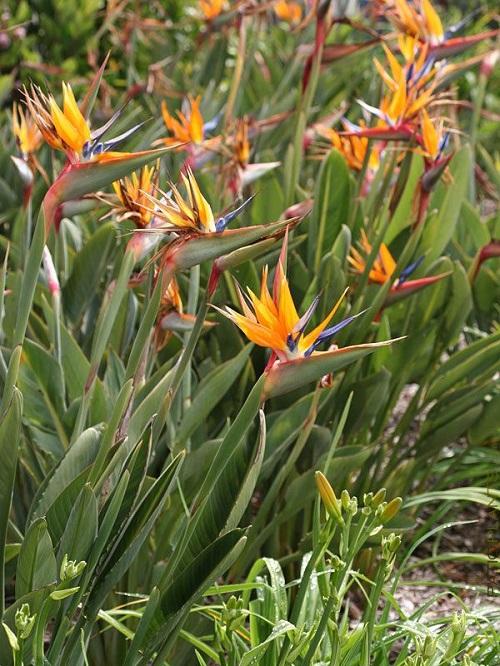 Tropical Plants With Orange Flowers 3