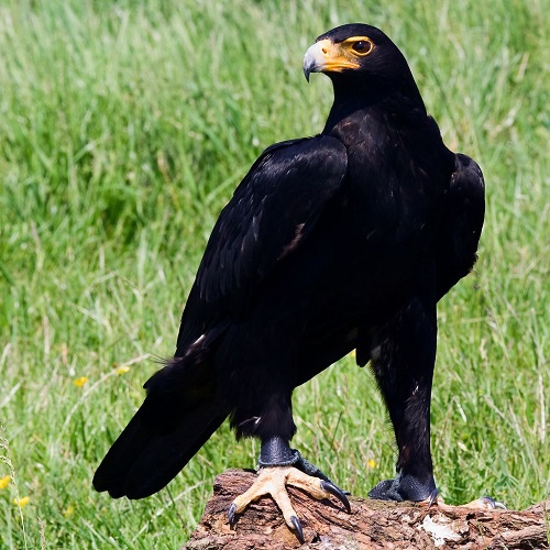 Black Eagle (Ictinaetus malaiensis)