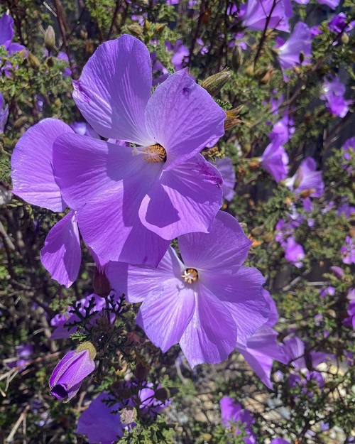 Types of Purple Hibiscus Flowers 7