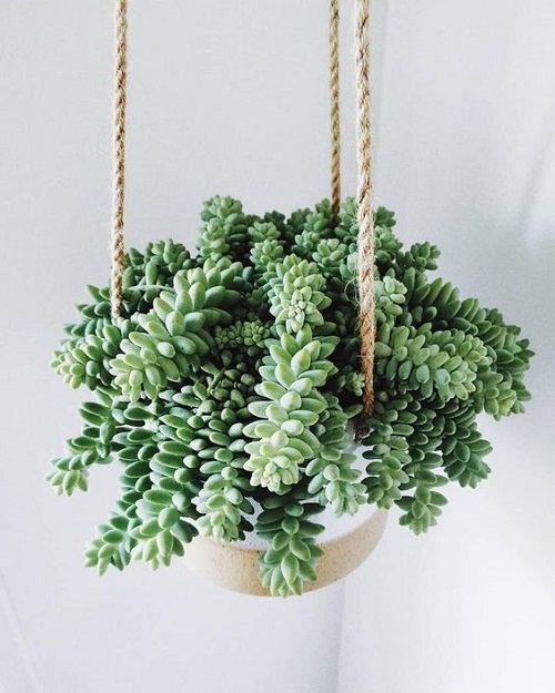 Succulents That Look Like Green Beans 3