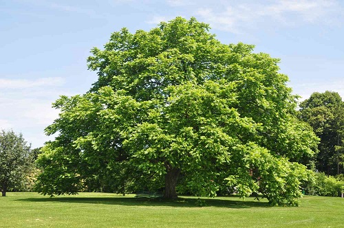 Trees That Start with B 12