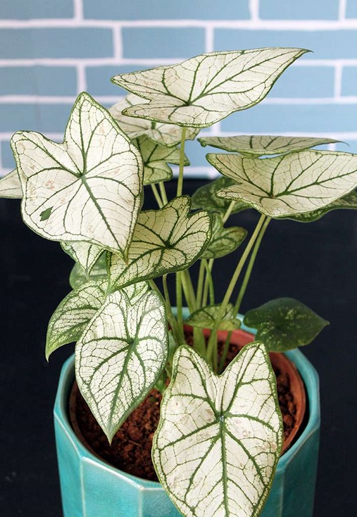 Indoor Plants With Green And White Leaves 21